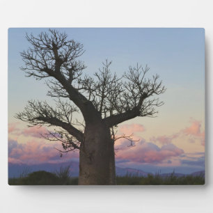 Baobab-bomen, Berenty, Toliara, Madagaskar Fotoplaat