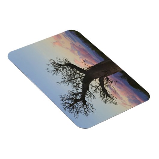 Baobab-bomen, Berenty, Toliara, Madagaskar Magneet (Rechterzijde)