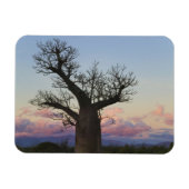 Baobab-bomen, Berenty, Toliara, Madagaskar Magneet (Horizontaal)