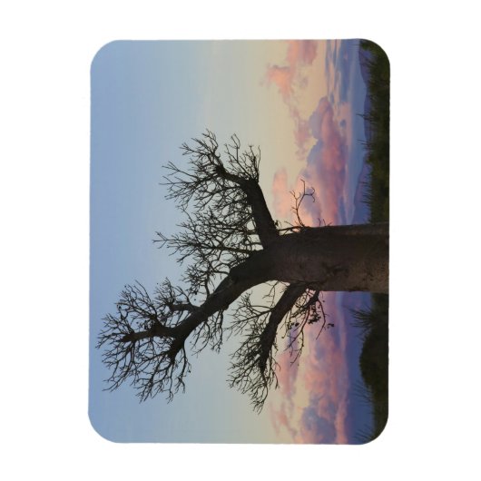 Baobab-bomen, Berenty, Toliara, Madagaskar Magneet (Verticaal)