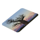 Baobab-bomen, Berenty, Toliara, Madagaskar Magneet (Linkerzijde)