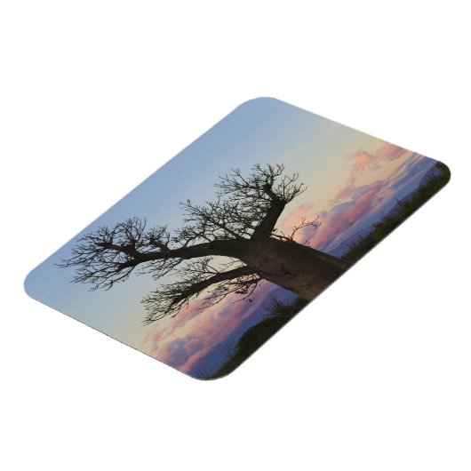 Baobab-bomen, Berenty, Toliara, Madagaskar Magneet (Linkerzijde)