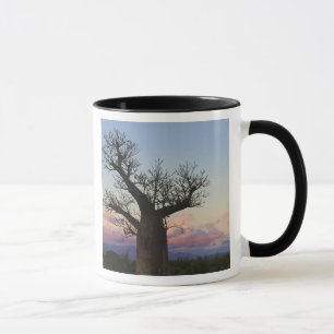 Baobab-bomen, Berenty, Toliara, Madagaskar Mok
