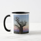 Baobab-bomen, Berenty, Toliara, Madagaskar Mok (Links)