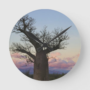 Baobab-bomen, Berenty, Toliara, Madagaskar Ronde Klok