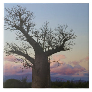 Baobab-bomen, Berenty, Toliara, Madagaskar Tegeltje