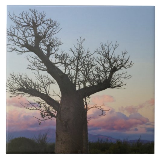 Baobab-bomen, Berenty, Toliara, Madagaskar Tegeltje (Voorkant)