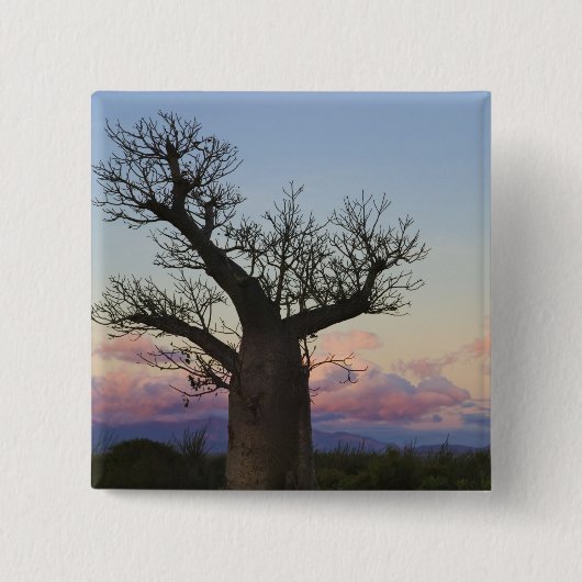 Baobab-bomen, Berenty, Toliara, Madagaskar Vierkante Button 5,1 Cm (Voorkant)