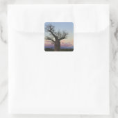 Baobab-bomen, Berenty, Toliara, Madagaskar Vierkante Sticker (Tas)