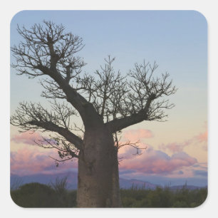 Baobab-bomen, Berenty, Toliara, Madagaskar Vierkante Sticker