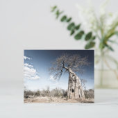 Baobab-boom in het nationaal park Mana Pools, Zimb Briefkaart (Staand voorkant)