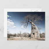 Baobab-boom in het nationaal park Mana Pools, Zimb Briefkaart (Voorkant / Achterkant)