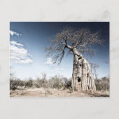 Baobab-boom in het nationaal park Mana Pools, Zimb Briefkaart (Voorkant)