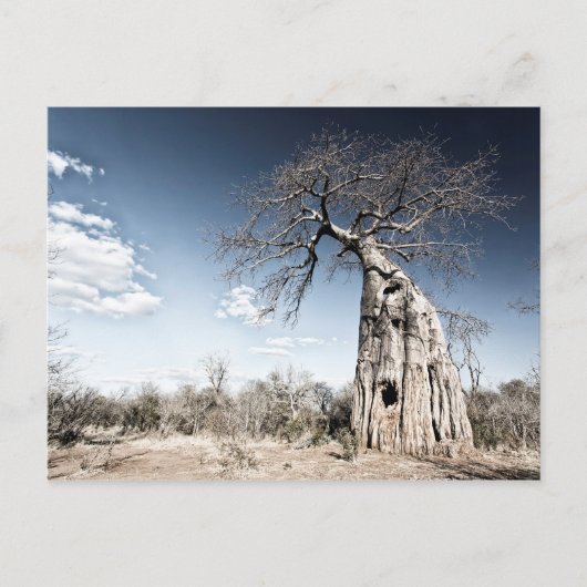 Baobab-boom in het nationaal park Mana Pools, Zimb Briefkaart (Voorkant)
