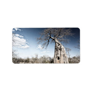 Baobab-boom in het nationaal park Mana Pools, Zimb Etiket