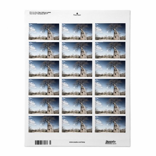 Baobab-boom in het nationaal park Mana Pools, Zimb Etiket (Full Sheet)