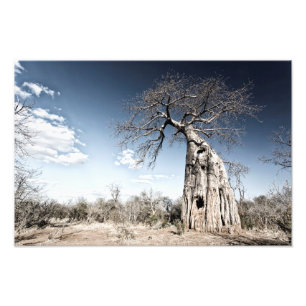 Baobab-boom in het nationaal park Mana Pools, Zimb Foto Afdruk