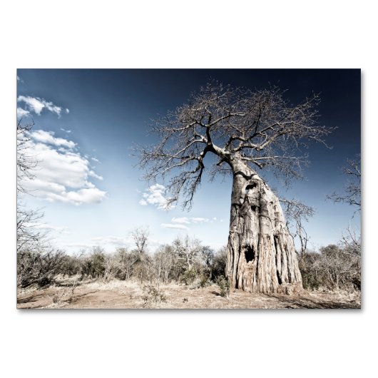 Baobab-boom in het nationaal park Mana Pools, Zimb Kaart (Voorkant)