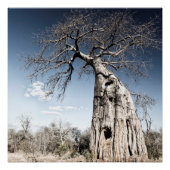 Baobab-boom in het nationaal park Mana Pools, Zimb Poster (Voorkant)