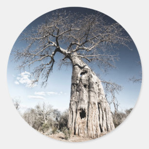 Baobab-boom in het nationaal park Mana Pools, Zimb Ronde Sticker