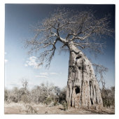 Baobab-boom in het nationaal park Mana Pools, Zimb Tegeltje (Voorkant)