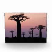 Baobab Laan', Madagaskar, Morondava, Afrika, Fotoblokken (Voorkant)