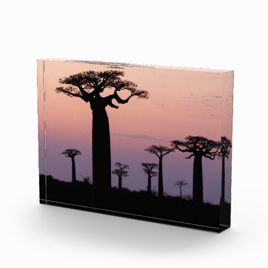 Baobab Laan', Madagaskar, Morondava, Afrika, Fotoblokken (Rechts)