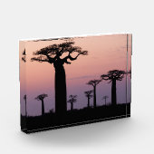 Baobab Laan', Madagaskar, Morondava, Afrika, Fotoblokken (Links)