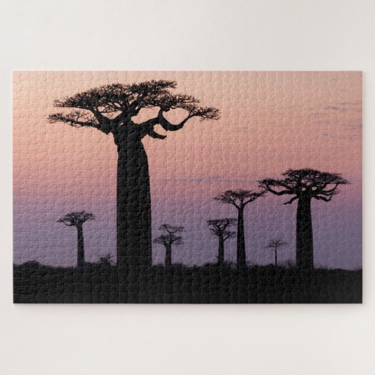 Baobab Laan', Madagaskar, Morondava, Afrika, Legpuzzel (Horizontaal)