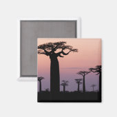 Baobab Laan', Madagaskar, Morondava, Afrika, Magneet (Voorkant / Achterkant)
