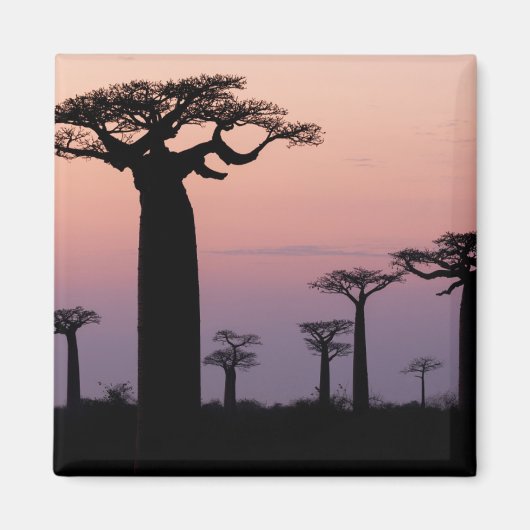 Baobab Laan', Madagaskar, Morondava, Afrika, Magneet (Voorkant)