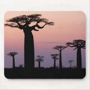 Baobab Laan', Madagaskar, Morondava, Afrika, Muismat
