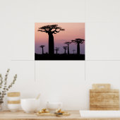 Baobab Laan', Madagaskar, Morondava, Afrika, Poster (Keuken)