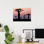 Baobab Laan', Madagaskar, Morondava, Afrika, Poster (Thuiskantoor)