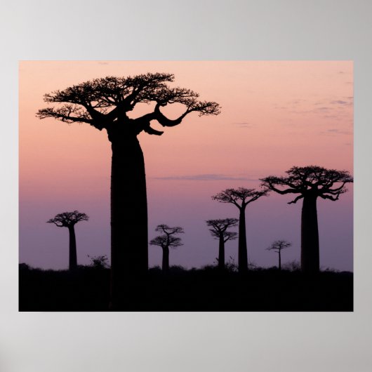 Baobab Laan', Madagaskar, Morondava, Afrika, Poster (Voorkant)