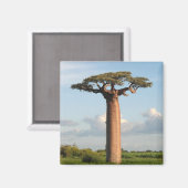 Baobab Madagaskar van Grandidier Magneet (Voorkant / Achterkant)