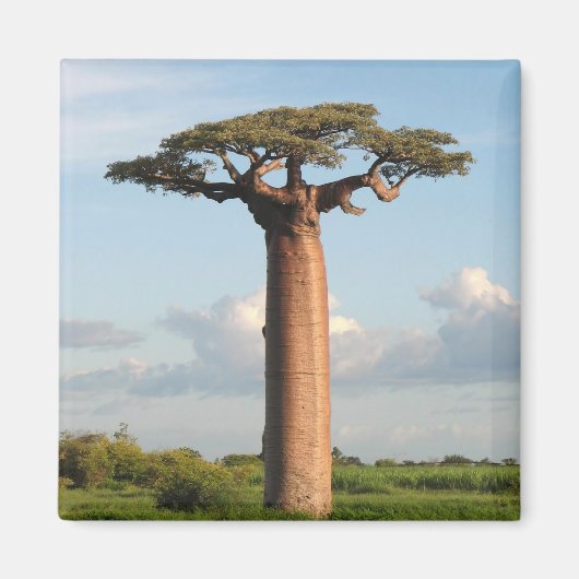 Baobab Madagaskar van Grandidier Magneet (Voorkant)