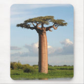 Baobab Madagaskar van Grandidier Muismat (Voorkant)