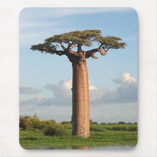 Baobab Madagaskar van Grandidier Muismat (Voorkant)
