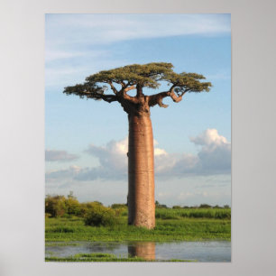 Baobab Madagaskar van Grandidier Poster