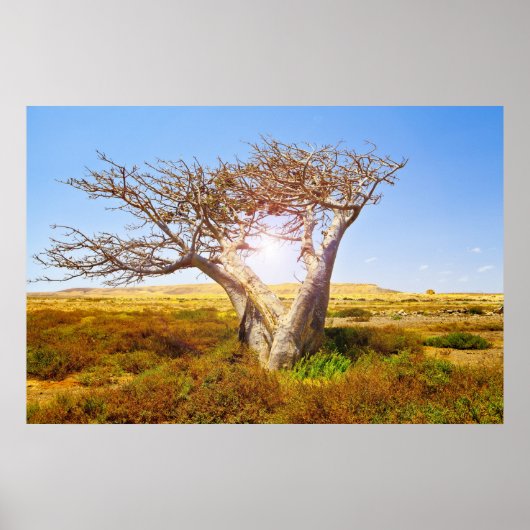 Baobab Poster (Voorkant)