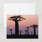 Baobab-steeg', Madagaskar, Morondava, Afrika, Briefkaart (Voorkant / Achterkant)