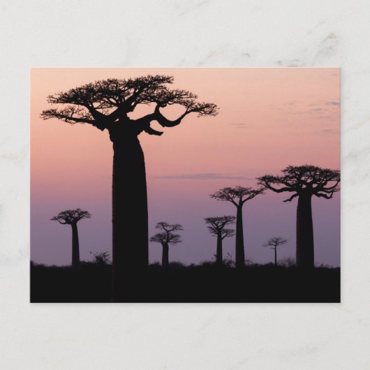 Baobab-steeg', Madagaskar, Morondava, Afrika, Briefkaart (Voorkant)