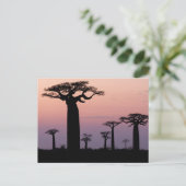 Baobab-steeg', Madagaskar, Morondava, Afrika, Briefkaart (Staand voorkant)