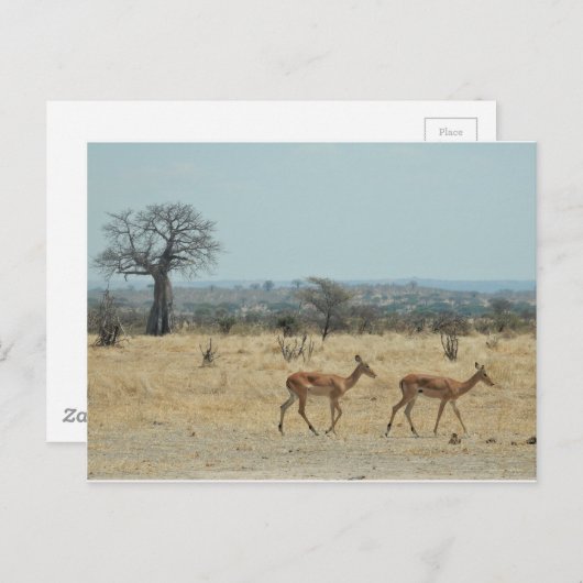 Baobab Tree Branch personaliseren Destiny's Briefkaart (Voorkant / Achterkant)