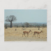 Baobab Tree Branch personaliseren Destiny's Briefkaart (Voorkant)