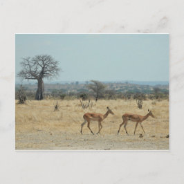 Baobab Tree Branch personaliseren Destiny's Briefkaart