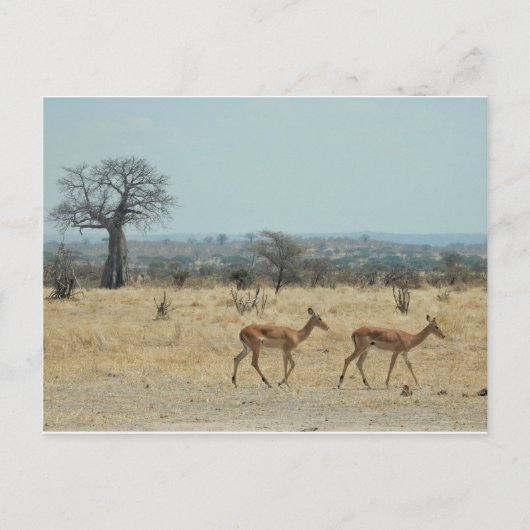 Baobab Tree Branch personaliseren Destiny's Briefkaart (Voorkant)