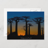 Baobabs de Madagascar Briefkaart (Voorkant / Achterkant)