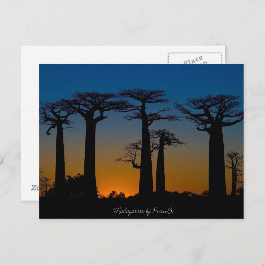 Baobabs de Madagascar Briefkaart (Voorkant / Achterkant)